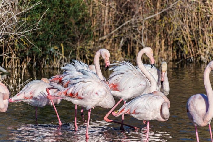 Private Shore Tour: Provence & Camargue Highlights