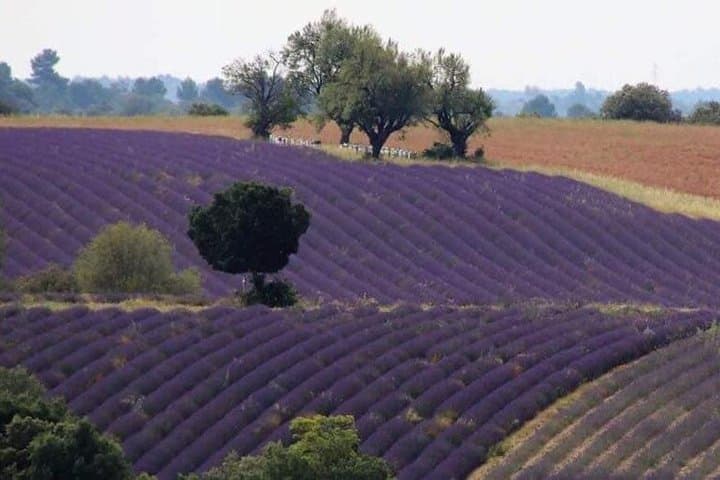 Private Tour of Provence Lavender Fields and Scenic Vistas