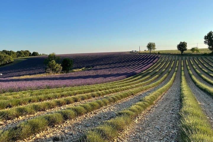Provencal Elegance: Lavender & Olive Oil tasting