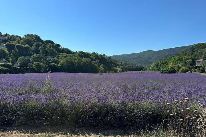 Provencal Elegance: Lavender & Olive Oil tasting