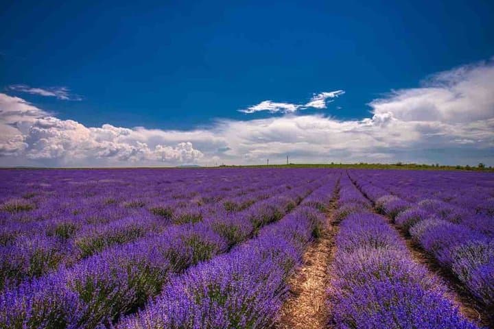 Verdon canyon, lavender of Valensole & Moustiers-Sainte-Marie