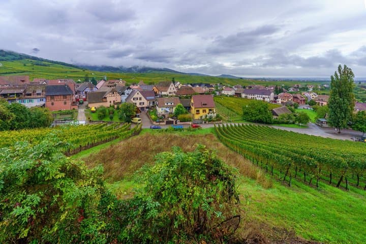 Alsace Castles & Winery: Full Day Private Tour from Colmar
