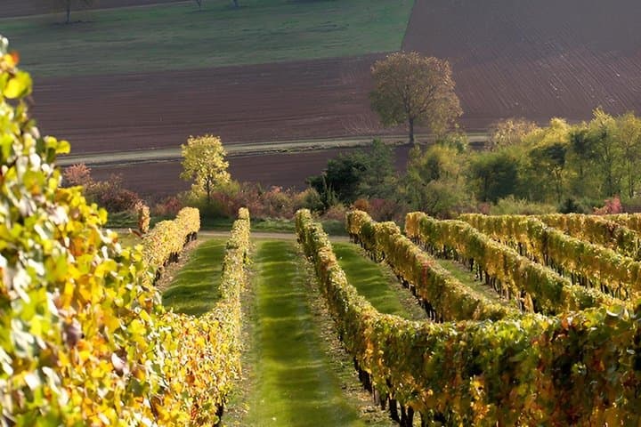 Paris Côte de Nuits Burgundy Wine Tour with Cellar Visit Tasting