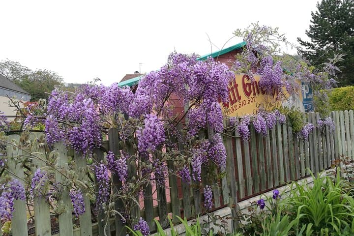 Monet's Home and Gardens in Giverny Half Day Trip from Paris