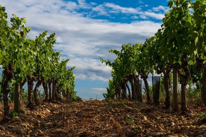 Private Tour: Avignon & Châteauneuf-du-Pape Wines from Marseille