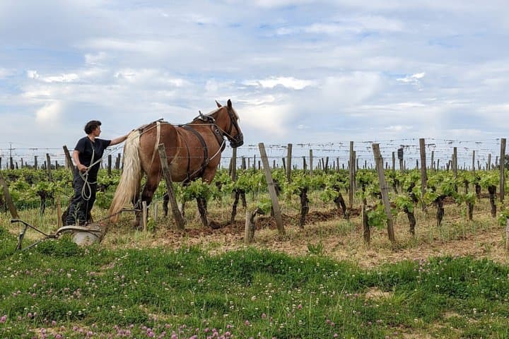 Saint Émilion Premium Experience Village Life & Classified Wines