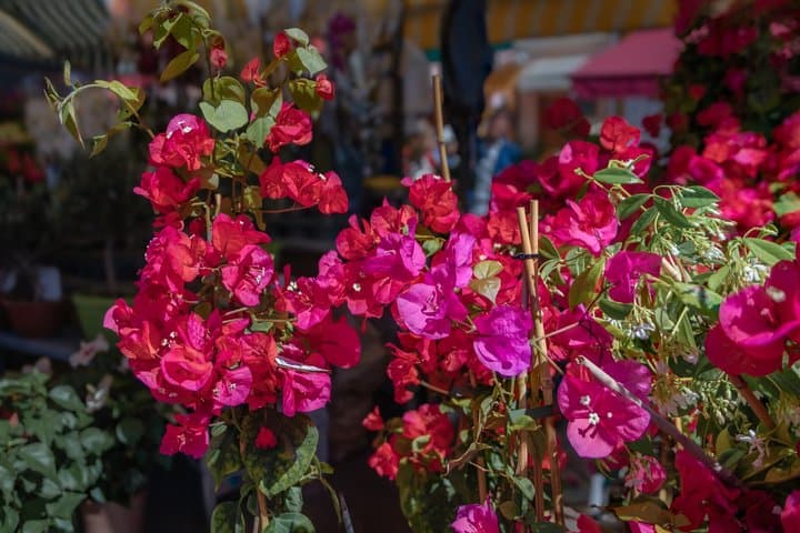 Private Tour: Nice, Eze Village & Monaco from Villefranche-sur-Me