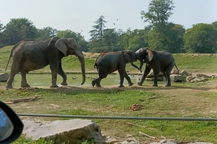 From Safari to Vikings A Family Day Tour