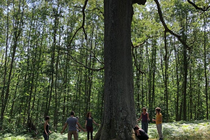 Silvotherapy an immersion in the heart of nature near Tours