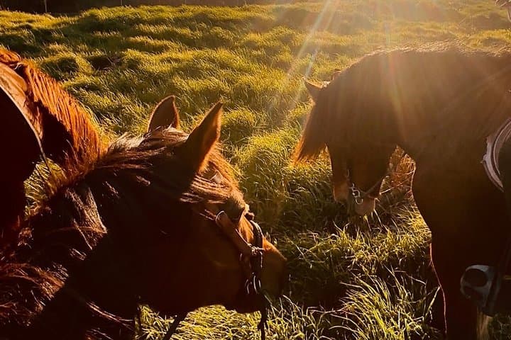 Horseback riding in Provence
