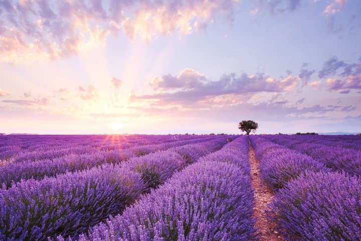 Private Tour: Provence Lavender & Local Flavors from Marseille