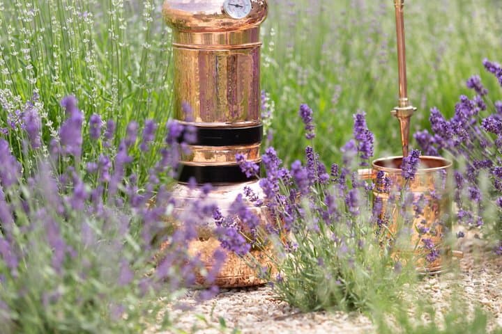 Private Tour: Provence Lavender & Local Flavors from Marseille