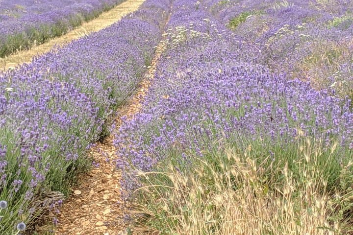 Lavender Landscapes and Provencal Flavors