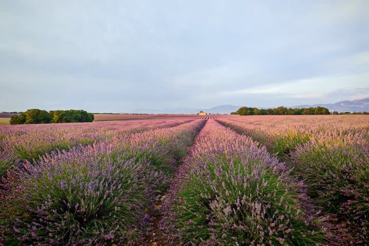 Lavender Landscapes and Provencal Flavors