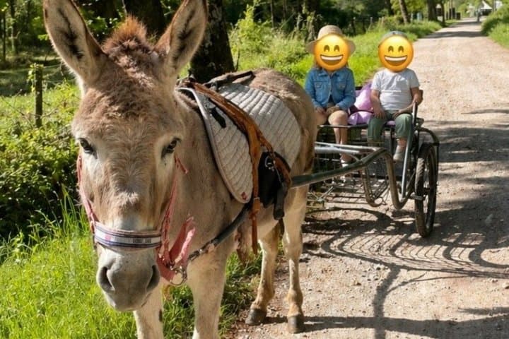 Donkey rides on foot