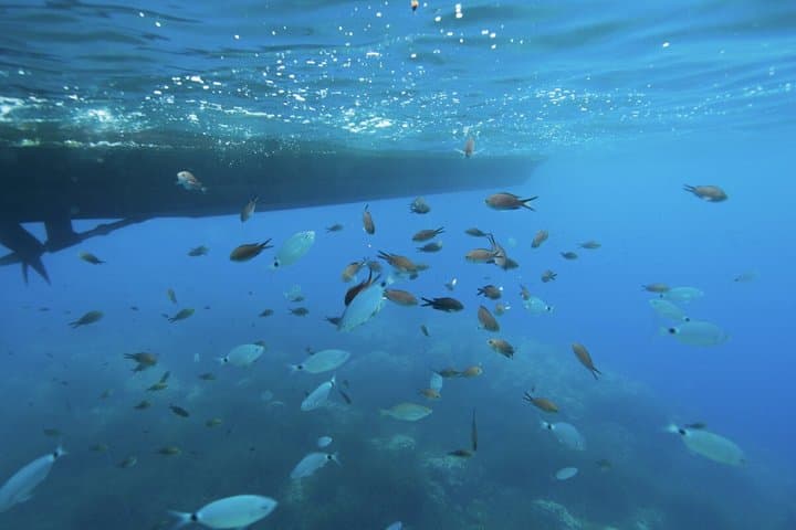 Boat Snorkeling Adventure: Nice-Mala cave-bay of Villefranche