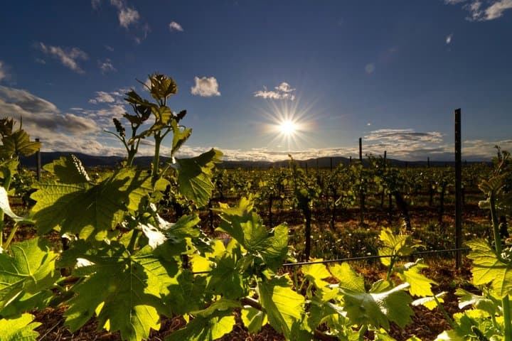 Sun Vines and Gold Rose Private Luxury Wine Journey from Cannes