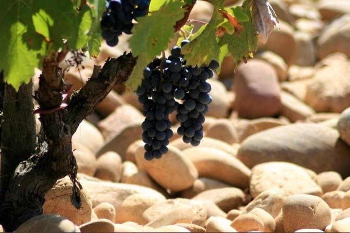 Inside Châteauneuf-du-Pape: A Wine Experience