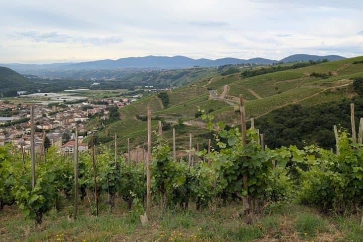 Exclusive Wine Tour and Tasting in the Rhone