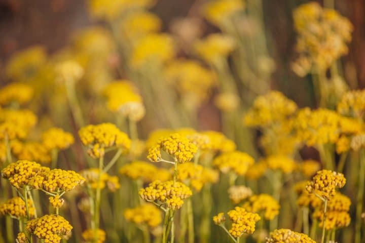 Visit to a distillery of Corsican Essential Oils