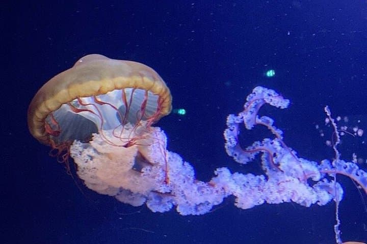 Aquarium de Paris Entry Ticket