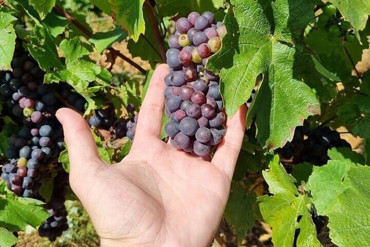 Beaujolais Wine Tour Golden Stones