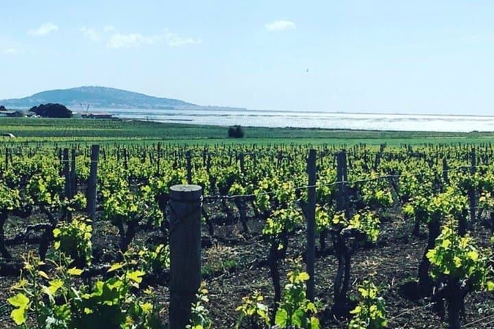 Private Half-Day Languedoc Wine Tour from Cap d'Agde