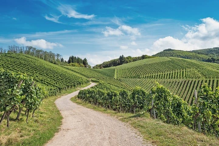 Ammerschwihr: Vineyards, winery and tasting Guide 6 Alsatian wines