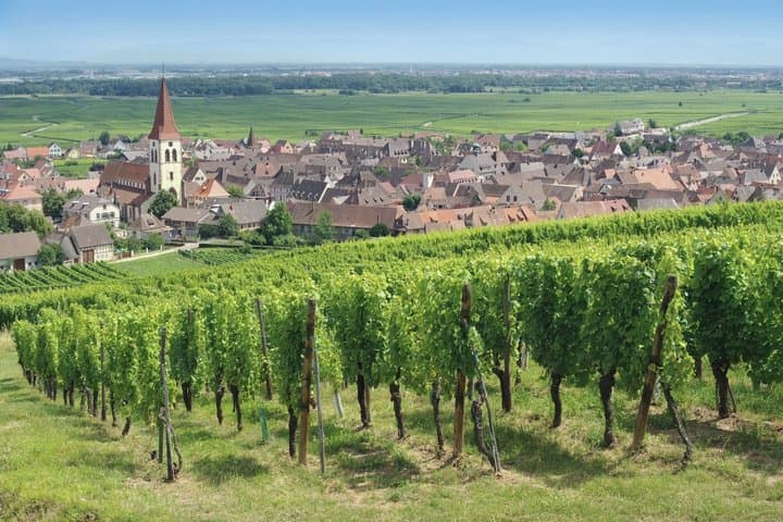Local Craft Guide: Vineyard Tour, Winery & 6 Wines - Ammerschwihr