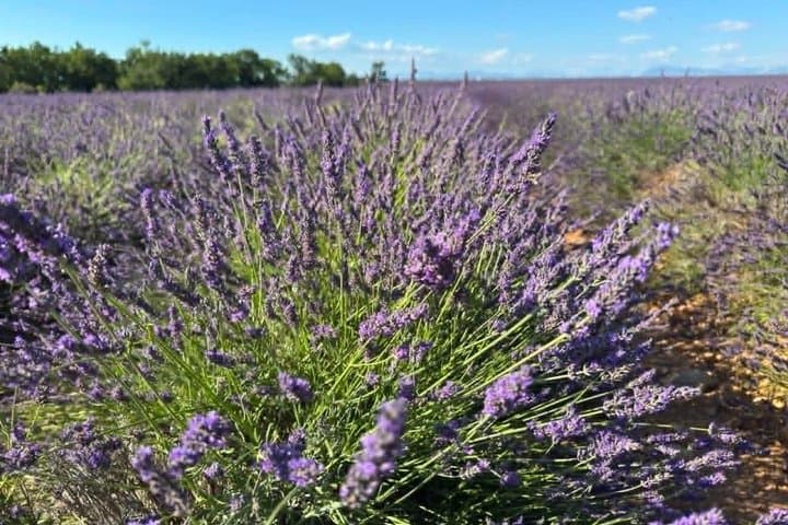 Verdon Gorges and Valensole Lavender Motorcycle Tour from Nice