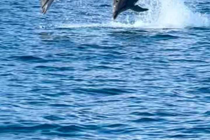 Private half-day or full-day sea excursion