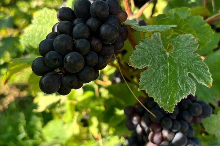 First steps in Champagne Guided tour by van and tastings
