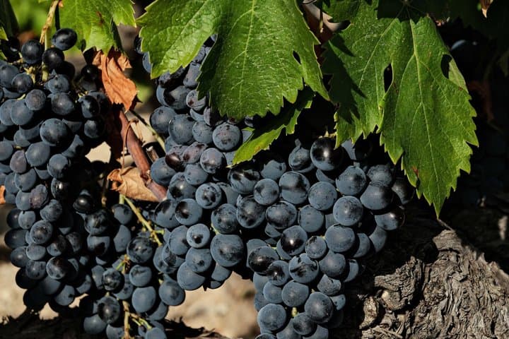 Wine tasting and free tour of the vineyards at Domaine Bunan
