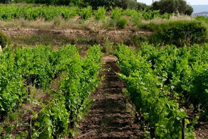 Wine tasting and free tour of the vineyards at Domaine Bunan