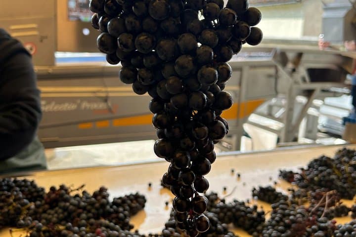 Bordeaux Wine Safari Tour Explore Vineyards and Wine Tasting