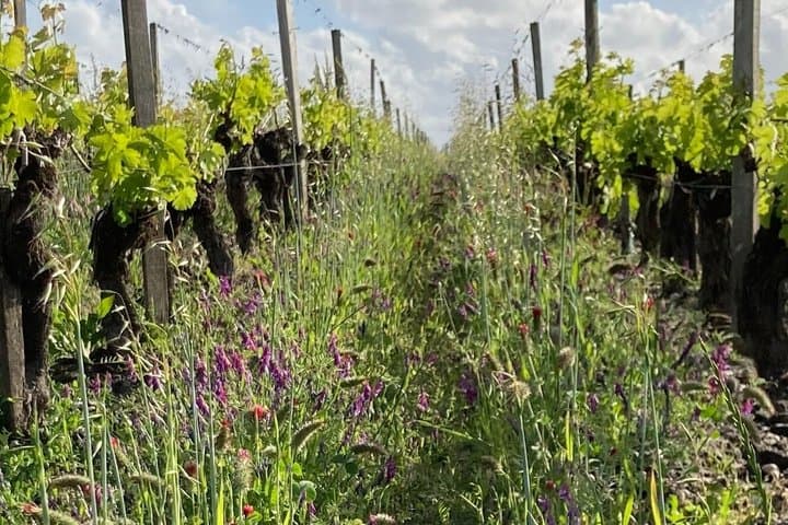 Bordeaux Wine Safari Tour Explore Vineyards and Wine Tasting