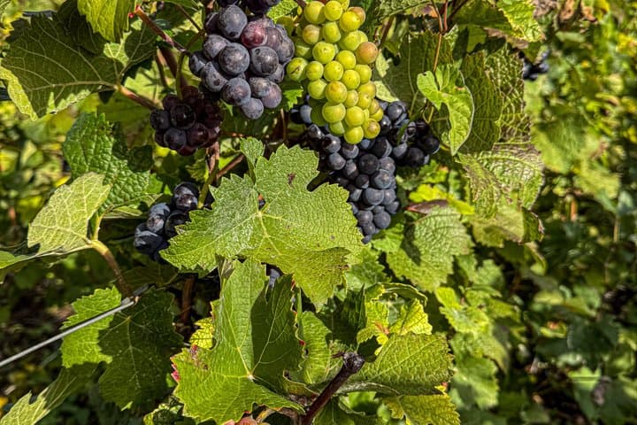 Unique Private Champagne Tour with Sabrage Experience