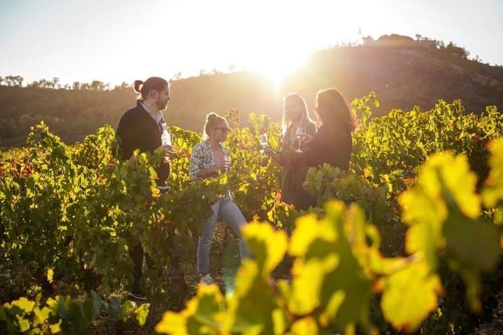 The Whispering Angel Wine Tour