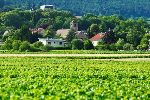 Burgundy Wine Tour