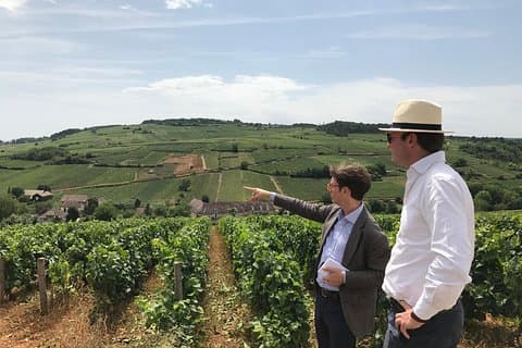 Burgundy's Hillside vines