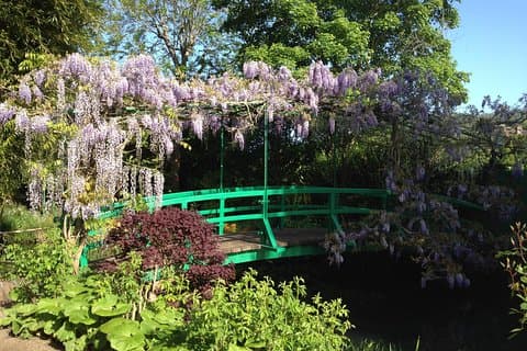 Wisterias above the japanese bridge