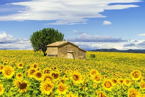 Sunflowers around Arles
