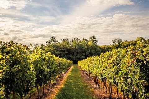 Medoc vineyards