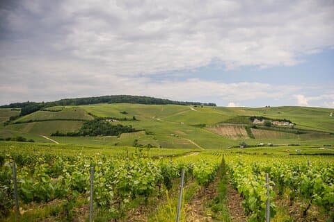 Champagne landscape