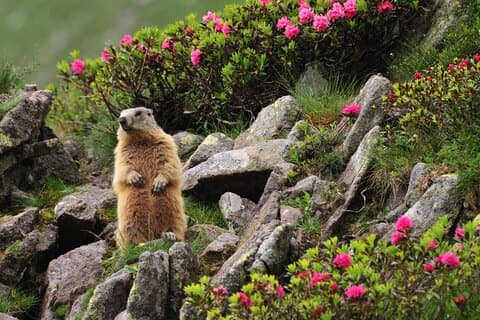 Private Animal Observation in Megève