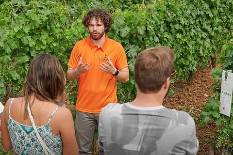 Saint-Emilion Grand Cru Classé: Visit & Tasting in English