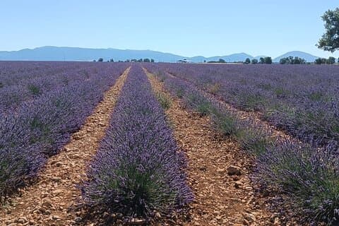 Provencal Elegance Lavender Olive Oil and Pistachio