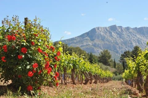 English - Provence Wine Tour near Aix-en-Provence Tasting & Visit