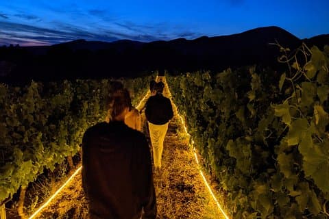 Between Vineyards and Night Lights Vineyard Adventure