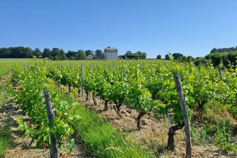 Morning Loire Anjou Wines Tasting Tour